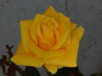Beautiful yellow rose.