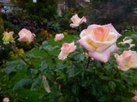 Roses