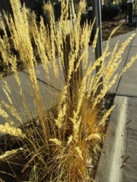 Another type of grass I saw on my walk today.