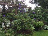 Blue Monkshood Vancouver 2
