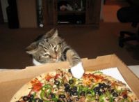 Cat Nabs Pizza