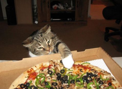 Cat Nabs Pizza