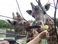 Have you ever seen a Giraffe´s tongue ?