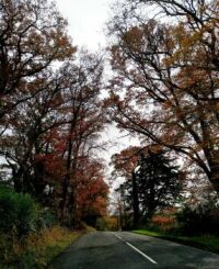 Autumn Trees near Okehampton