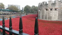 Ceramic Poppies at The Tower of London