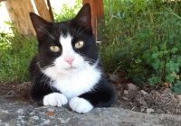 Katze Socke