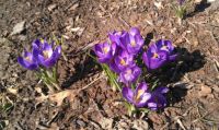 Springtime Crocuses