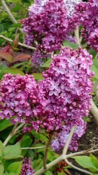 Lilac