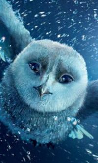 Owl