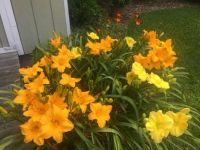 Daylilies