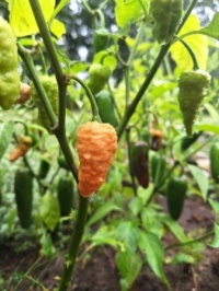 Our first successfully grown ghost pepper!