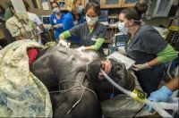 Silverback Gorilla undergoing medical procedure at Miami Zoo