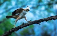 Creasted Hawk Eagle (Karen)
