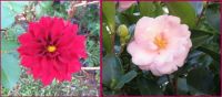 The first Dahlias & Camellias of the season are flowering