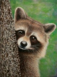 Such a cute raccoon...