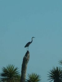 Blue Heron Observing His Territory