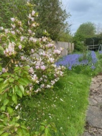 Bluebells are weeds in my garden