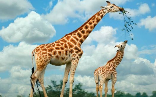 Mom and baby giraffe...