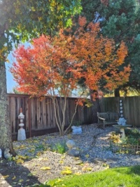 Crepe myrtle in Autumn