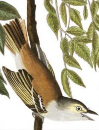 WHITE EYED FLYCATCHER