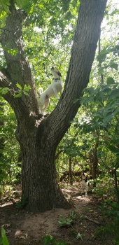 Barkley in a tree again!