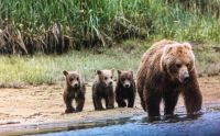 bears