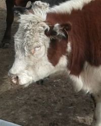 Hairy Hereford in winter jammies