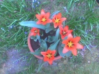 tulips 1