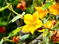 Back Garden Stuff. Californian Flannel Bush