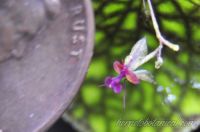 Lepanthes calodictyon mini orchid