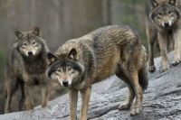 Three Wolves Looking For Prey