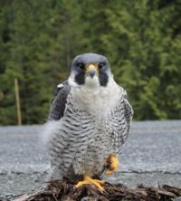 Peregrine Falcon