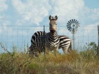 West Texas Zebras