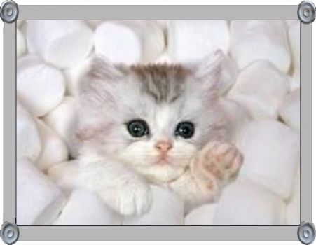 Marshmallow Cutie...
