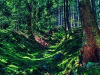 tree_grass_forest_trail-hard