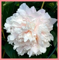 In my brother's garden.  In mijn broers tuin.