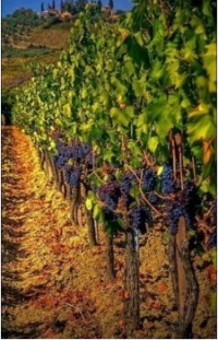 Vinice_Vineyard