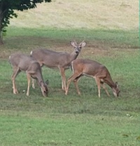 Steve's Deer Visitors