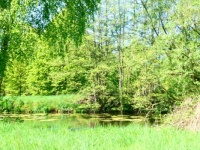 A pond surrounded by trees in their spring colours