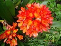 2011-09-14 Rob in shop and clivias 014
