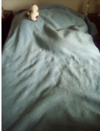 Sweetie-Pie Taking a Nap