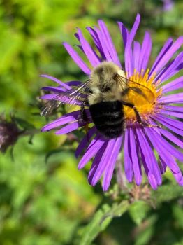 Solve Bumble bee on aster in New York jigsaw puzzle online with 88 pieces