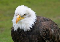 Feathers