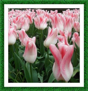 Pravé holandské tulipány...  Real Dutch tulips ...