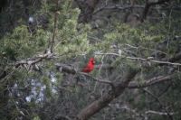 Fuzzy Cardinal