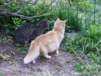 Pt&aacute;ček je za plotem