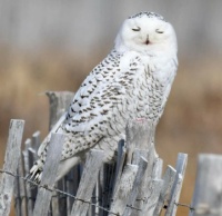 Snowy Owl in New York,  USA