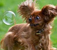 Dog & bubble