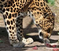 Big Cat & the Mouse 3