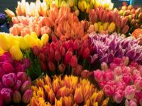 Tulips in the Seattle Markets